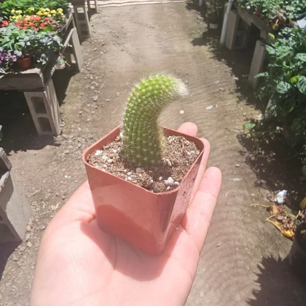 Monkey Tail Cactus - Trailing Cactus - 2in Pot Single Tail