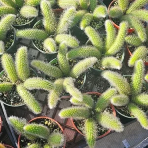 Monkey Tail Cactus - Trailing Cactus - 2in Pot Single Tail