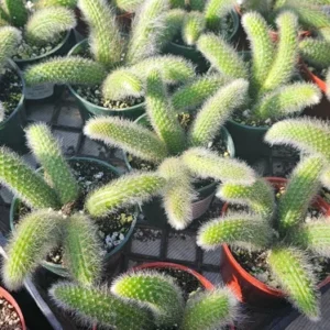 Monkey Tail Cactus - Trailing Cactus - 2in Pot Single Tail