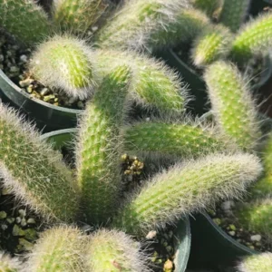 Monkey Tail Cactus - Trailing Cactus - 2in Pot Single Tail