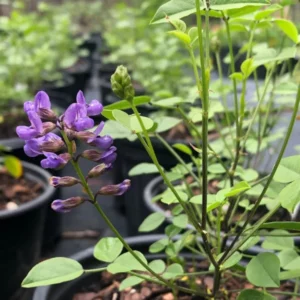 Mountain Pea Orbexilum 1 Gallon Live Plant – Purple Flowers, Low Maintenance, Groundcover