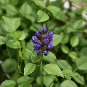 Mountain Pea Orbexilum 1 Gallon Live Plant – Purple Flowers, Low Maintenance, Groundcover