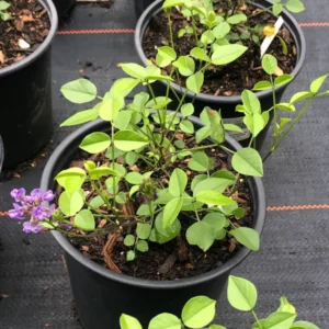 Mountain Pea Orbexilum 1 Gallon Live Plant – Purple Flowers, Low Maintenance, Groundcover