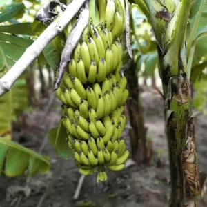 Dwarf Banana Plant - Live Banana Tree - Dwarf Cavendish Banana Plant -1 Foot Tall - Gallon Pot - Tropical Fruit