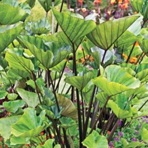 Tea Cup Elephant Ear - Colocasia esculenta Live Plant 5-9 Inch Tall