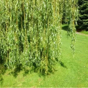 Weeping Willow Tree - 2 to 3 Feet Bare Root - Green and Hardy