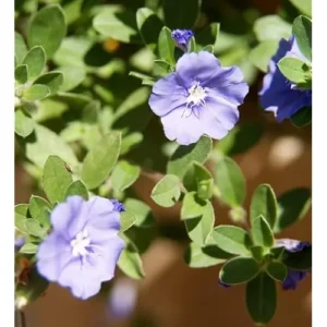 4 Live Blue Daze Evolvulus Plants | Blue Daze Ground Cover