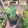 Myrtillocactus Geometrizans - Extra Large Boobie Cactus - 4in Pot - Unique Succulent