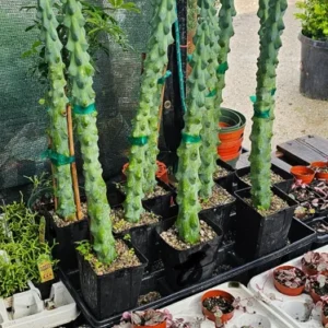 Myrtillocactus Geometrizans - Extra Large Boobie Cactus - 4in Pot - Unique Succulent