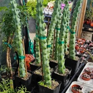 Myrtillocactus Geometrizans - Extra Large Boobie Cactus - 4in Pot - Unique Succulent