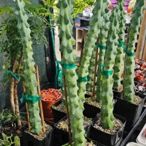 Myrtillocactus Geometrizans - Extra Large Boobie Cactus - 4in Pot - Unique Succulent