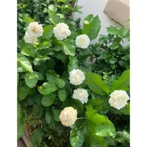 Grand Duke Jasmine Plant - 1 Feet Tall Gallon Pot, Double White Blooms