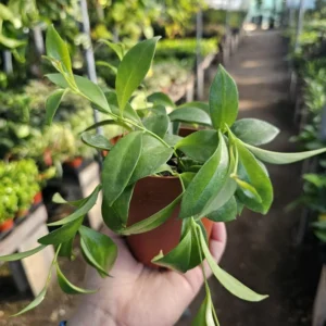 Lipstick Purple Star - Aeschynanthus radicans - 2in Pot - Trailing Plant