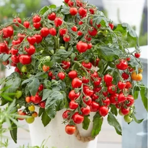 Cherry Tomato Plants - Heirloom, Large, 5-10 Inch Tall, Pack of 2