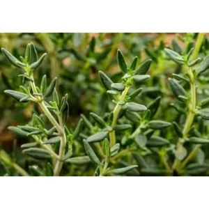 Live French Thyme Plants - 5 Pack - 3 to 5 Inches - Hardy Herb