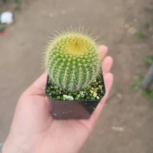 Golden Ball Cactus - 2in Pot - Parodia leninghausii - Low-Maintenance Plant