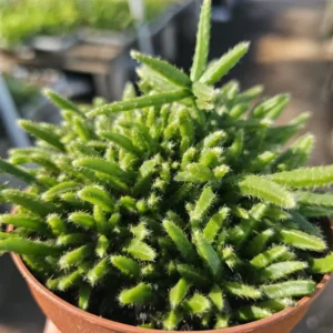 Rhipsalis Prismatica - Rare Tropical Cactus - 2in Pot - Cuttings