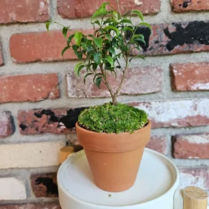 Miniature Ficus Bonsai Tree - 4in Pot - Lush Moss Base - Terracotta Pot