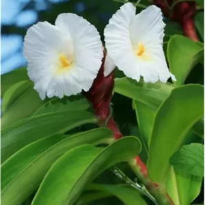 3 Insulin Plants 4-6