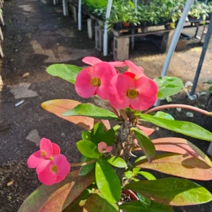 Euphorbia milii Floral Pink - Pink Crown of Thorns - 4in Pot