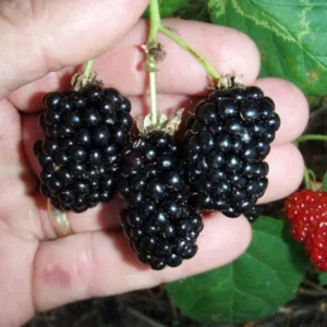 Natchez Thornless Blackberry - Large Sweet Berries - Rooted Plant 3