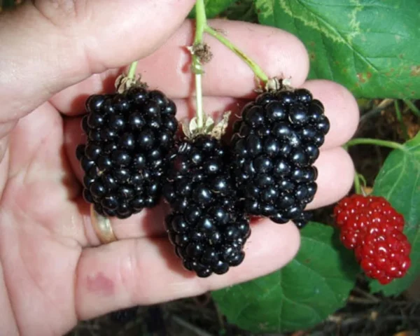 Natchez Thornless Blackberry - Large Sweet Berries - Rooted Plant 3" Pot