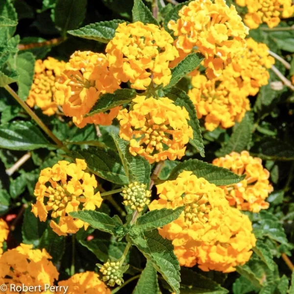 New Gold Lantana 4in Size Plant – Yellow Flowers, Low Maintenance, Heat-Loving Groundcover