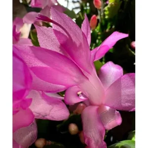 Christmas Cactus Plant 3 Inch Pot Pink Schlumbergera Live Plant