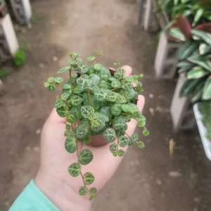 String of Turtles - Peperomia Prostrata - Live Succulent Hanging Plant - 3in Pot