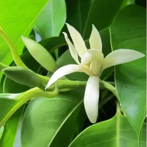White Champaca Live Plant - Magnolia Champaca - 1 to 2 Feet Tall - Fragrant Flowering Tree - Gallon Pot