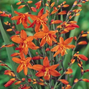 Carmine Brilliant Crocosmia Bulbs - Red Montbretia Corms 8cm Top Size US Seller