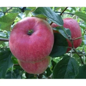 Gala Apple Tree – 2 to 3 Feet – Red Apples – Bare Root – Hardy and Fast Growing