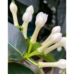 Madagascar Jasmine Plant - 1 to 2 Feet Tall, White Flowers, Gallon Pot
