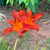 OCTOBER ORANGE Daylily Root Fans - 3 Fans - Showy Orange Blooms