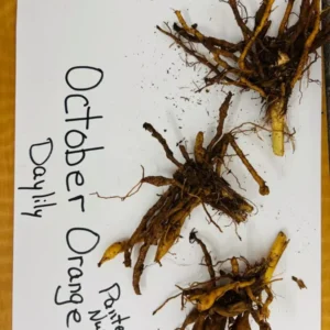 OCTOBER ORANGE Daylily Root Fans - 3 Fans - Showy Orange Blooms