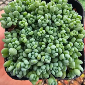 Sedum dasyphyllum - 2in Pot - Drought-Tolerant Hardy Succulent