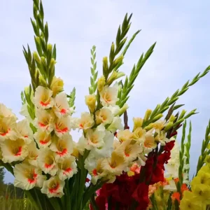 Gladiolus Rainbow Mixture Bulbs - Large Flowering - 10 Bulbs - Size 14/16 cm - Assorted Colors