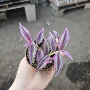 Tradescantia Pink Paradise - 2in Pot - Purple Trailing Inch Plant