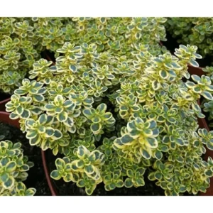 2 Lemon Thyme Variegated Plants - Green Yellow Lemon Thyme - 4-6 Inch Tall - Ready to Grow