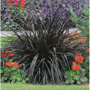 2 Live Plants Black Fountain Grass Plant Fountain Grasses Plants Black Ornamental Grass Plant Perennial Grasses Plants 5 to 8 Inc Tall, Size 4 Inc Pot,Ready to Grow