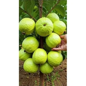 2 Live Guava Pink Tree - Sweet Fruit, 6-8 Inch Tall, Potted