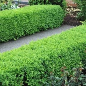 Green Velvet Boxwood Quart Pot - Evergreen Shrub for Hedges and Borders