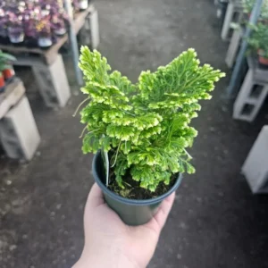 1 Selaginella Frosty Fern in 2 Inch Pot - Easy-Care Indoor Fern