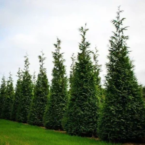 Thuja Green Giant Arborvitae Tree - 1 Gallon Pot - Fast-Growing Privacy Hedge