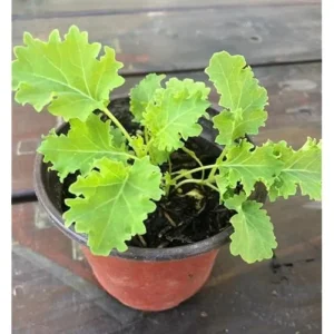 3 Dwarf Blue Curled Kale Plants - 4-Inch Pot - Live Vegetable Plants
