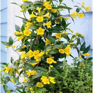 Carolina Jasmine Vine Plant - 1 to 2 Feet Tall - Yellow Fragrant Climbing Bush