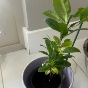 Ochna Serrulata Live Plant - 6 to 12 Inch - Yellow Fragrant Flowers - 4 Inch Pot