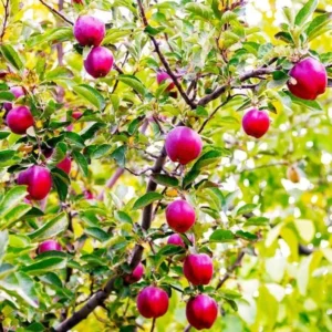 2 Red Delicious Apple Live Plant 2-3 Feet Tall – Sweet Autumn Fruit, Live Saplings