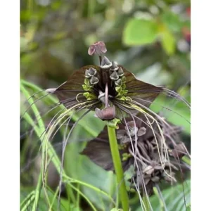 Black Bat Orchid Plant - Rare Exotic Flower - 6 Inch Pot - Tacca Chantrieri Plant