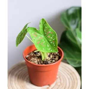 2 Caladium Bulbs - Green Pink Red Tricolor - Heart-Shaped Foliage, Shade-Loving Tuber